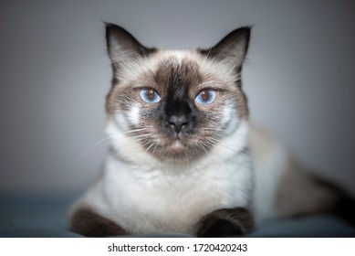 
Siamese cat looking at the camera