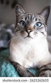 Siamese cat looking in camera Portrait