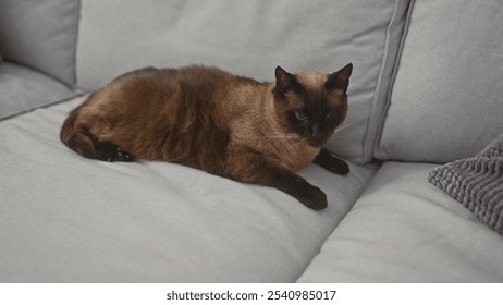 A siamese cat lounges on a gray couch in a cozy living room setting, exuding peace and domesticity. - Powered by Shutterstock