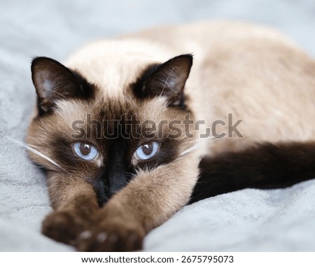 Siamese cat lying on bed, eyes forward, Siamese Cat Resting on Bed with Blue Eyes