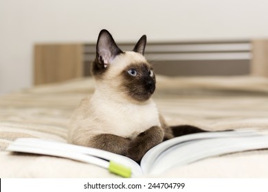 Siamese Cat Lying On A Book