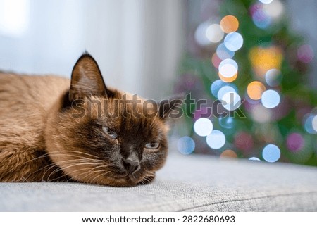 Siamese cat lying on a gray sofa with head down and relaxed eyes, soft indoor lighting with shallow depth of field and colorful christmas tree bokeh behind, cozy winter home atmosphere during evening