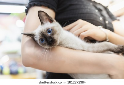 Siamese cat lying in its owner's arm  - Powered by Shutterstock