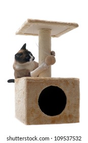 Siamese Cat On A Scratching Post