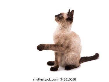 Siamese Cat On A White Background