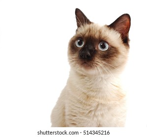 Siamese Cat On A White Background