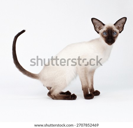 Siamese Cat on a White Background