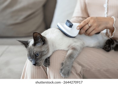 Siamese cat patiently lying while being brushed at home. Ideal for themes of pet care, grooming routine, patience, hygiene, love, domestic life, and calm interaction with animals.