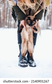 Siamese Cat Paws On Human Feet Legs In Winter Snowy Forest