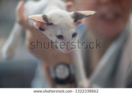 Siamese cat portrait