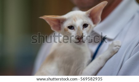 Siamese cat portrait