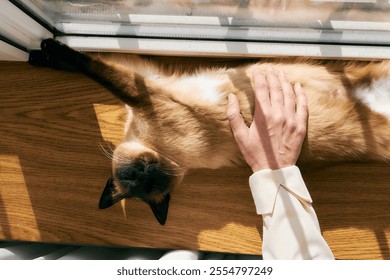 Siamese cat relaxing on wood, gently petted by woman hand - Powered by Shutterstock