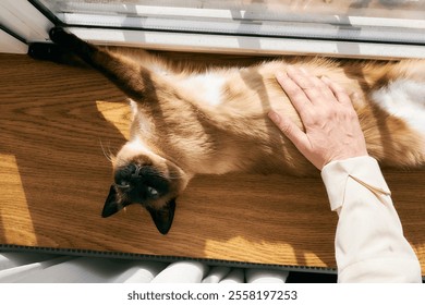 Siamese cat relaxing on wood, gently petted by woman hand - Powered by Shutterstock