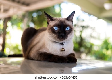 Chat Siamois High Res Stock Images Shutterstock