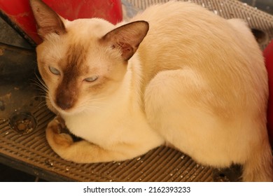 Siamese Cat Sat On Scooter