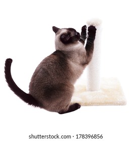 Siamese Cat With Scratching Post