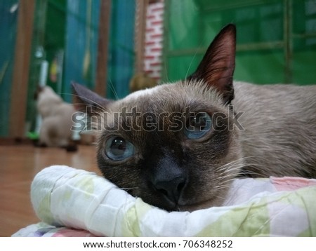 siamese cat seal point 