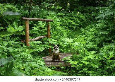 A Siamese cat sits on a wooden bridge, a path in the village. Green thickets, weeds, abandoned villages. - Powered by Shutterstock