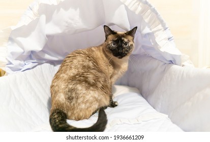 Siamese Cat Sitting In The Baby's Crib