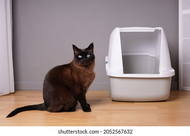 Siamese Cat Sitting Next To Closed Kitty Litter Box At Home