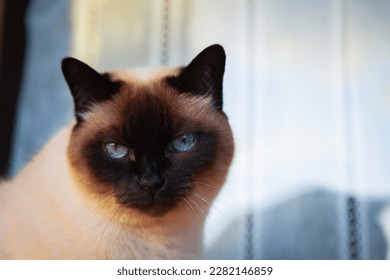 Siamese Cat sitting next to a wooden window outdoor with curtains. Sunset light. Blue intense look. Rural house. Stone sill ledge.  - Powered by Shutterstock