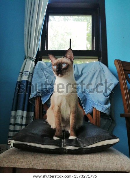 Siamese cat sitting on the chair in living room.