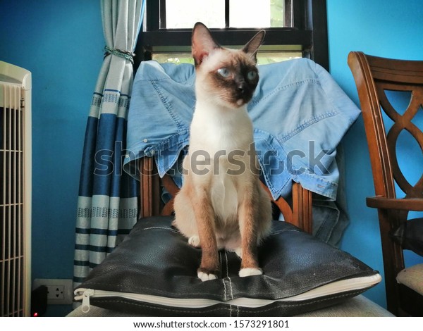 Siamese cat sitting on the chair in living room.