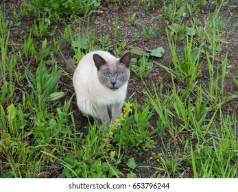 Siamese cat sitting on the ground
