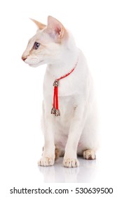 Siamese Cat Sitting On A White Background With Red Collar