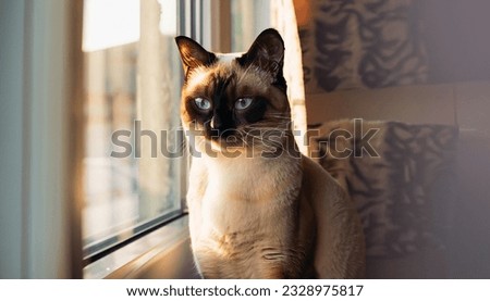 siamese cat sitting in a room, staring outside from the window