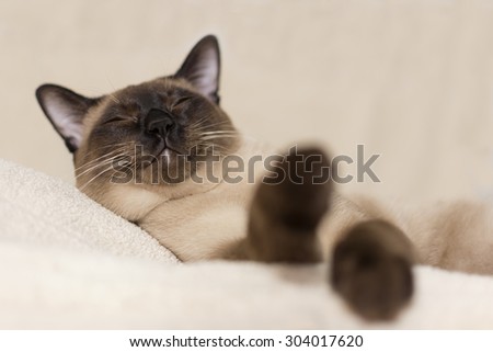 Siamese cat sleeping down on beige background