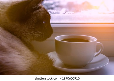 Siamese Cat Sniffing Coffee On Window Sill