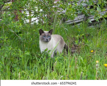 Siamese cat staying in grass