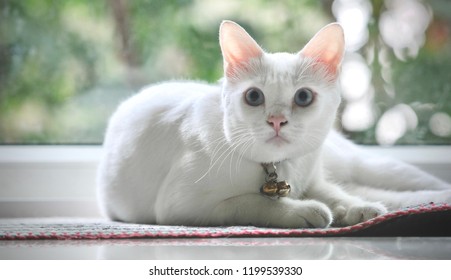 Siamese cat is the Thai domestic cat, very cute and smart pet in house, beautiful white cat and blue eye, pet in house concept. - Powered by Shutterstock