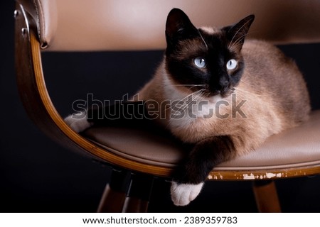 Siamese cat in various poses and expressions. These high-quality images showcase the beauty and personality of this beloved feline companion. 
