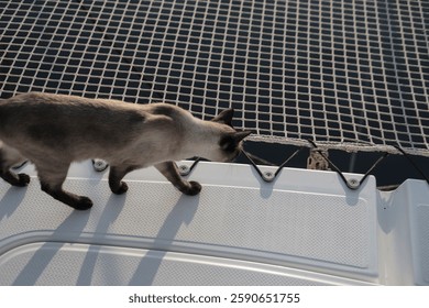 siamese cat  walking, exploring white deck and net of multihull catamaran sail boat, pet companion, pet travelling safety concept