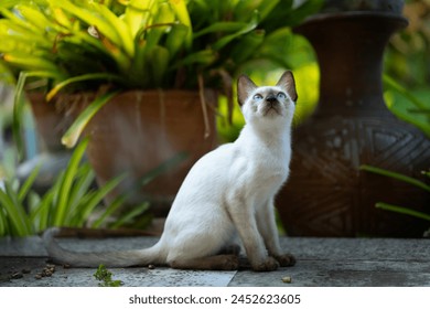 Siamese cat Walking in the front garden - Powered by Shutterstock