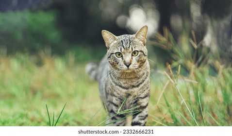 siamese cat, walking in the grass, quiet, in nature, male cat, curious, outdoors, pet, fluffy ,enjoy,sunlight,warm. - Powered by Shutterstock