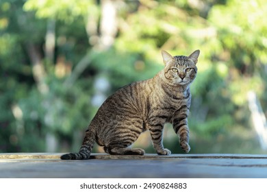 siamese cat, walking on a wooden floor, looking at the camera, quiet, in nature, male cat, curious, outdoors, pet, soft fur, enjoying the sunlight, warmth. - Powered by Shutterstock