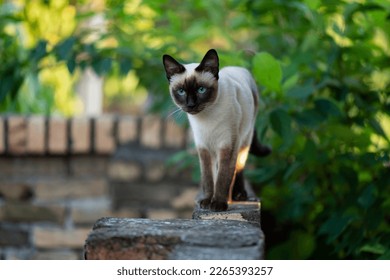 A Siamese cat walks along the wall of the courtyard wall - Powered by Shutterstock