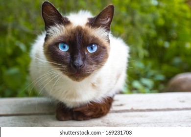 Siamese cat warily watching, sitting on a wooden bench - Powered by Shutterstock