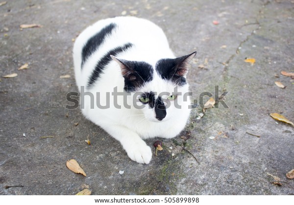 Siamese Cat White Chubby Cat Fat Stock Photo Edit Now