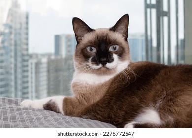 Siamese cat at the window against the background of the city - Powered by Shutterstock