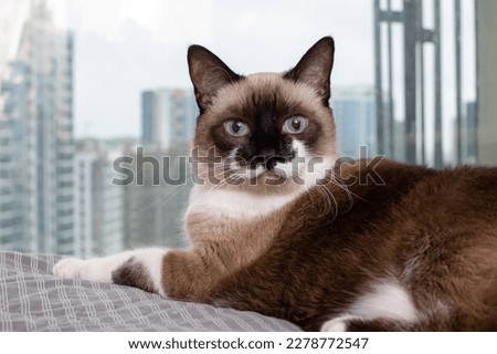 Siamese cat at the window against the background of the city