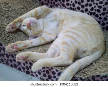 Siamese Cat Yellow Color Sleep On  Scratch Pad