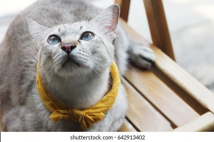 Siamese Cat And Yellow Fabric Collar Sit On Wood Chair
