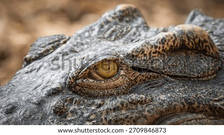 Siamese Crocodile  Eye Close up