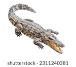 Siamese crocodile isolated on white background with clipping path