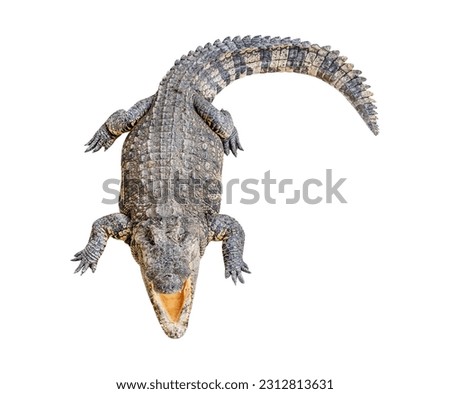 Siamese crocodile isolated on white background with clipping path