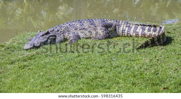 Siamese crocodile is a small to medium-sized freshwater\
crocodile native to Indonesia  Brunei,East\
Malaysia,Laos,Cambodia,Burma,Thailand.Occurs in freshwater\
habitats,rivers and streams,lakes,marshes\
